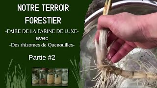 FARINE DE RHIZOMES DE QUENOUILLES  CUEILLETTE ET TRANSFORMATION [upl. by Ecadnak]