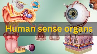 Human sense organs Human sense organs and their functions Human sensory organs [upl. by Oznole659]