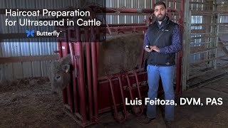 Haircoat Preparation for Ultrasound in Cattle [upl. by Follmer]