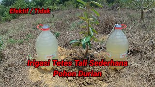 Irigasi Tetes Tali Sederhana Pohon Durian Efektif  Tidak Efektif  Simple Rope Drip Irrigation [upl. by Vasti]