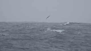 Grey Petrel Mar 3 2019 off southern of Campbell Island [upl. by Trinee]