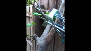 Bosch Keo LiIon Pruning Saw [upl. by Madelaine]