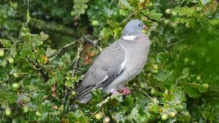 Duif in de Boom in de Regen [upl. by Alaine]