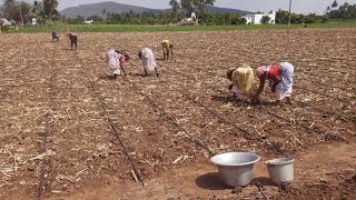 தோட்டத்தில ஒரு போட்டி 🤜🤛 யாரு ஜெயிக்கிறாங்கனு பாக்கலாம்  Tapioca Farm  Agriculture NamNaatuUnavu [upl. by Leola]