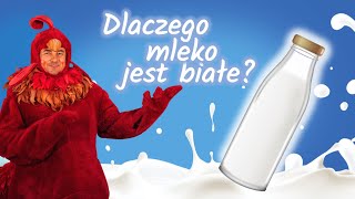 Dlaczego mleko jest białe  Dzieci pytają KOGUT RUBIN odpowiada [upl. by Walford]