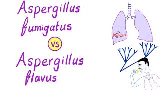 Aspergillus fumigatus VS Aspergillus flavus  Microbiology [upl. by Ayekat859]