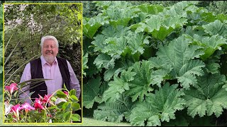 GUNNERA SPECTACULAIRE PLANTE AUX FEUILLES GÉANTES À L’ASPECT PRÉHISTORIQUE le Quotidien du Jardin [upl. by Hooker]