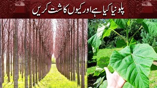 Paulownia Tree  Benefits of Paulownia Farming in Pakistan  9501 پاؤلونیا قسم [upl. by Ileak]