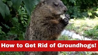 How to Get Rid of Groundhogs Fast No More Groundhog Day [upl. by Udelle]