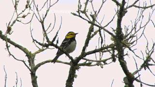 Goldencheeked Warbler [upl. by Valentina426]