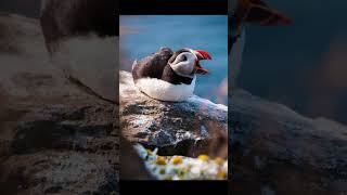 EP 18 Atlantic Puffin  Bird Song [upl. by Becky]