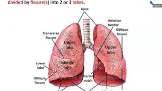 Anatomy of Trachea and Lungs  Dr Ahmed Farid [upl. by Rahel58]