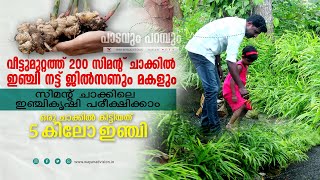 ഓട്ടോ ഡ്രൈവറുടെ ഇഞ്ചി കൃഷി  GROBAG GINGER [upl. by Hannala]