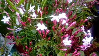 Pink Jasmine in bloom  Jasminum polyanthum [upl. by Blodgett]