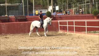 Utilero Super dressage schoolmaster PRE Andalusian dressage horse [upl. by Euqinna]