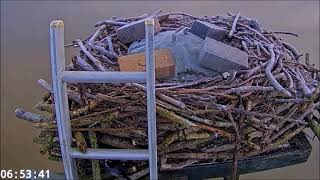 03 March 06 49  Pair of Pied Wagtails spends 5 minutes the nest  ©️ROP  Manton Bay [upl. by Llevra]