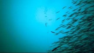 GoPro Underwater Mackerel Fishing [upl. by Onin]