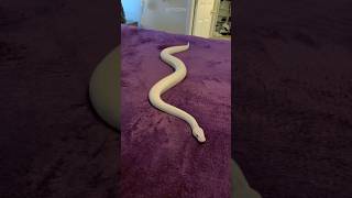 🐍Snake smooth जगह पर क्यों नहीं चल सकते  Snake dance💃 [upl. by Anaeco]