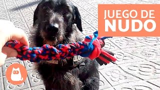 JUGUETES para PERROS  MORDEDOR CASERO para perro [upl. by Shaughn]