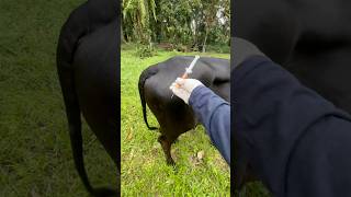 cows reaction when vitamin injection is given cow animals shorts [upl. by Kenji699]