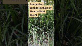 Lomandra longifolia Australian Native Grass [upl. by Ienttirb]