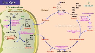 Urea cycle Animation  Site Steps Regulation Energetics  USMLE Step 1 [upl. by Painter]