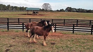 Clydesdale Horses At Home on North Georgia Farm [upl. by Daggna]