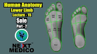 NEXT MEDICO 2022  MBBS Human Anatomy  Lower Limb  Sole Part 2 Lecture  15 [upl. by Ybocaj]