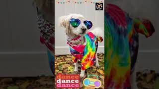 Dance Like Your Favorite Animal  Dance Song for Kids kidsshorts kindergarten dancesong [upl. by Assenahs678]