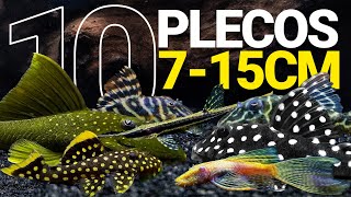 10 PLECOS de TALLA PEQUEÑAMEDIANA para tu ACUARIO [upl. by Ecidnac]