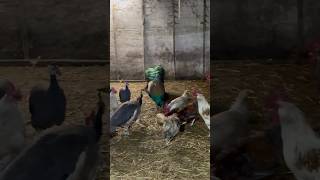 Amazing Pheasant Farm A Fascinating Look at Raising Exotic Birds [upl. by Corrie]