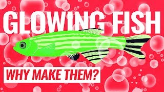 Why would anyone want to make fish glow [upl. by Pedrick]