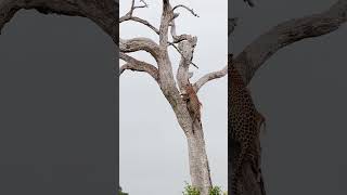 Leopard Climbs to Safety with Antelope [upl. by Agni605]