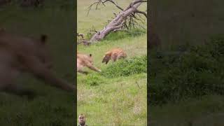 lion vs hyena animals wildlife safari attack fighting hunting trending viralvideo [upl. by Otto511]