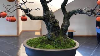 OMIYA BONSAI 大宮盆栽美術館 日本盆栽作家協会展 [upl. by Angus]