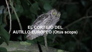 El CORTEJO del AUTILLO EUROPEO Otus scops  CORTOMETRAJE [upl. by Atinaujnas]