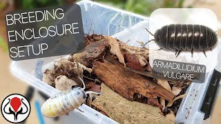 Armadillidium Vulgare  Breeding Enclosure Setup Common Pilbugs [upl. by Akibma]