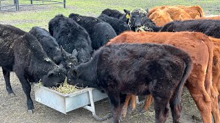 Feeding Stocker Cattle Premium Alfalfa [upl. by Arrec]