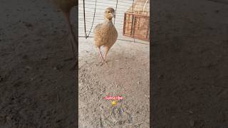 Francolin eating termitesbirds trending shorts wildlifeteetarbird [upl. by Ahsaret]