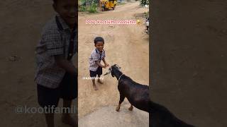 Kooti kitta mattikitan nilan🤣 kootifamily goats babygoats funnygoats tamil funnyvideos [upl. by Weiss]