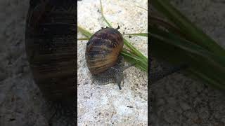 Animaux de la terre  l’escargot france nature limousin shortsyoutube snails [upl. by Naej524]