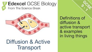 8 Edexcel GCSE Biology  Diffusion and Active Transport [upl. by Wahs]