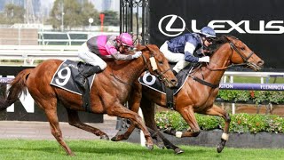 POINT KING going into Melbourne Cup 2024 after winning the G3 Lexus Archer Stakes [upl. by Eckel]