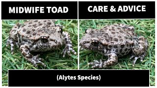 Midwife Toad Alytes Species Care and information by UkAmphibians [upl. by Mcspadden]