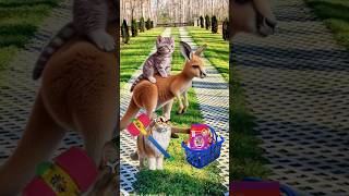 kangaroo stole my whiskas cat cutecat trendingshorts [upl. by Htebazil459]