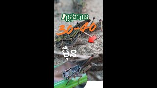 កណ្តូប និង​ MMO [upl. by Nithsa684]