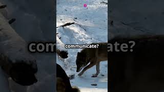 Wolves The Ultimate Pack Hunters 🐺 Wolf AnimalFacts Wildlife [upl. by Illib]