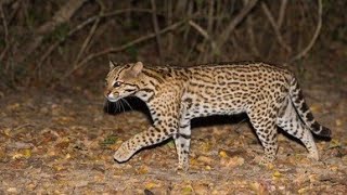 ocelot night climbing tree [upl. by Judi]