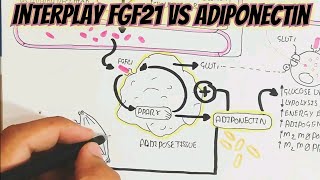 Interplay FGF21 Vs Adiponectin umerfarooqbiology7083 [upl. by Enyaz464]