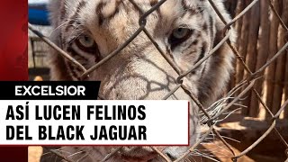 Así lucen felinos del Black Jaguar del Ajusco cuyo rescate costó 765 mdp [upl. by Enilamme569]